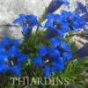 Gentiana acaulis - Genciana Flor Sino Azul, Genciana de Flor Grande, Genciana Trombeta - Image 8