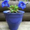 Gentiana acaulis - Genciana Flor Sino Azul, Genciana de Flor Grande, Genciana Trombeta - Image 9