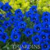 Gentiana acaulis - Genciana Flor Sino Azul, Genciana de Flor Grande, Genciana Trombeta - Image 10