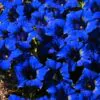 Gentiana acaulis - Genciana Flor Sino Azul, Genciana de Flor Grande, Genciana Trombeta - Image 11