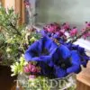 Gentiana acaulis - Genciana Flor Sino Azul, Genciana de Flor Grande, Genciana Trombeta - Image 12