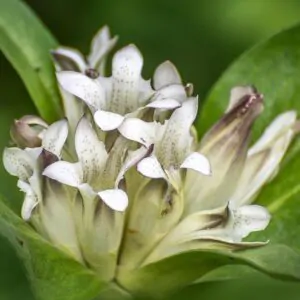 Gentiana tibetica - Genciana Tibetana, Genciana do Tibete, Qin jiao