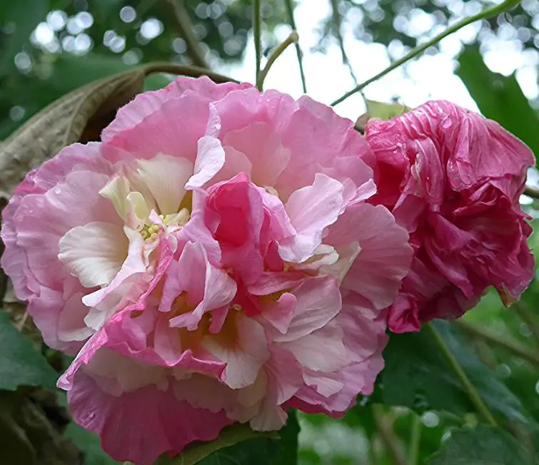Hibiscus mutabilis - Rosa Confederada, Rosa Louca, Mimo de Vênus, Dixie Rosemalow - Imagem 5