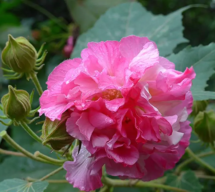 Hibiscus mutabilis - Rosa Confederada, Rosa Louca, Mimo de Vênus, Dixie Rosemalow - Imagem 6