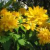 Kerria japonica 'Pleniflora' - Rosa Japonesa Dobrada, Malva de Judeu, Rosa da Páscoa, Botões de Bacharel - Image 2