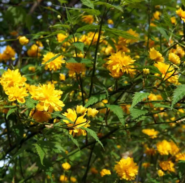 Kerria japonica 'Pleniflora' - Rosa Japonesa Dobrada, Malva de Judeu, Rosa da Páscoa, Botões de Bacharel - Image 4