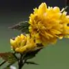 Kerria japonica 'Pleniflora' - Rosa Japonesa Dobrada, Malva de Judeu, Rosa da Páscoa, Botões de Bacharel - Image 5