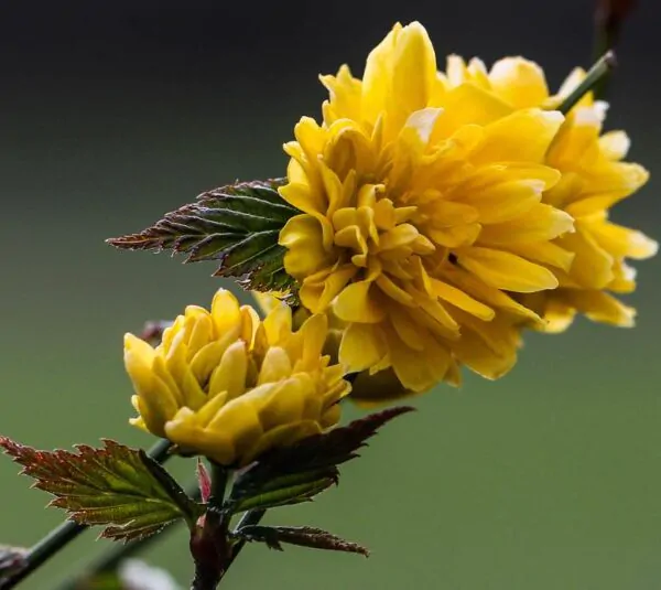 Kerria japonica 'Pleniflora' - Rosa Japonesa Dobrada, Malva de Judeu, Rosa da Páscoa, Botões de Bacharel - Image 5