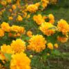 Kerria japonica 'Pleniflora' - Rosa Japonesa Dobrada, Malva de Judeu, Rosa da Páscoa, Botões de Bacharel - Image 6
