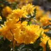 Kerria japonica 'Pleniflora' - Rosa Japonesa Dobrada, Malva de Judeu, Rosa da Páscoa, Botões de Bacharel - Image 7