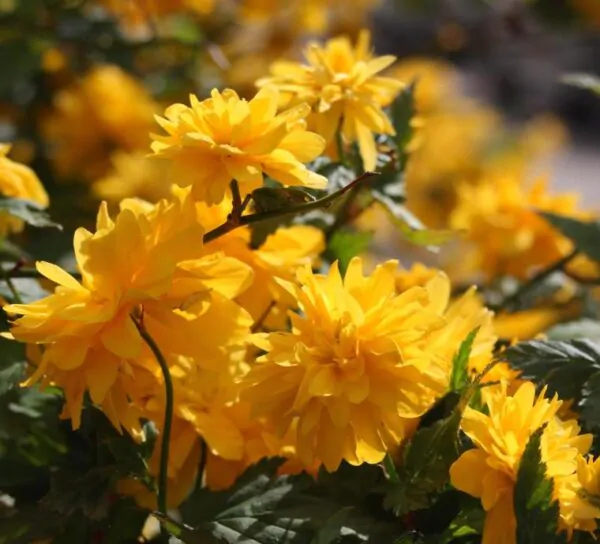 Kerria japonica 'Pleniflora' - Rosa Japonesa Dobrada, Malva de Judeu, Rosa da Páscoa, Botões de Bacharel - Image 7