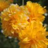 Kerria japonica 'Pleniflora' - Rosa Japonesa Dobrada, Malva de Judeu, Rosa da Páscoa, Botões de Bacharel - Image 8