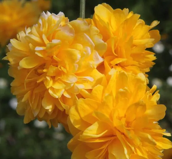 Kerria japonica 'Pleniflora' - Rosa Japonesa Dobrada, Malva de Judeu, Rosa da Páscoa, Botões de Bacharel - Image 8