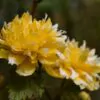 Kerria japonica 'Pleniflora' - Rosa Japonesa Dobrada, Malva de Judeu, Rosa da Páscoa, Botões de Bacharel - Image 9