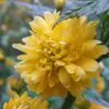 Kerria japonica 'Pleniflora' - Rosa Japonesa Dobrada, Malva de Judeu, Rosa da Páscoa, Botões de Bacharel - Image 10
