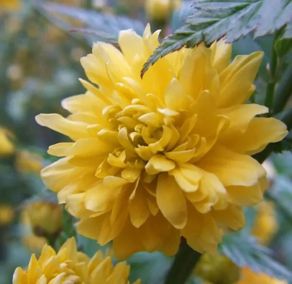 Kerria japonica 'Pleniflora' - Rosa Japonesa Dobrada, Malva de Judeu, Rosa da Páscoa, Botões de Bacharel - Image 10