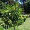 Kerria japonica 'Pleniflora' - Rosa Japonesa Dobrada, Malva de Judeu, Rosa da Páscoa, Botões de Bacharel - Image 11