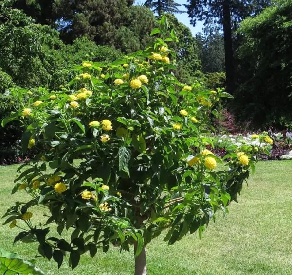 Kerria japonica 'Pleniflora' - Rosa Japonesa Dobrada, Malva de Judeu, Rosa da Páscoa, Botões de Bacharel - Image 11