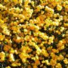 Kerria japonica 'Pleniflora' - Rosa Japonesa Dobrada, Malva de Judeu, Rosa da Páscoa, Botões de Bacharel - Image 12