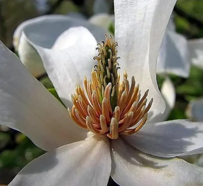 Magnolia kobus 'Borealis' - Magnolia Boreal, Magnolia Japonesa, Magnolia Kobushi, Magnolia Borealis