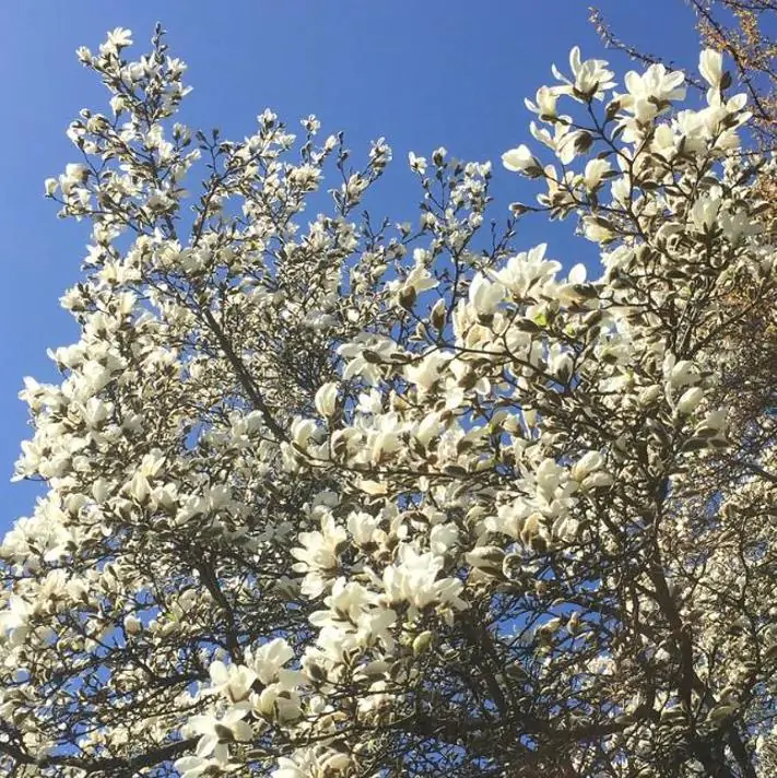 Magnolia kobus 'Borealis' - Magnolia Boreal, Magnolia Japonesa, Magnolia Kobushi, Magnolia Borealis - Imagem 3