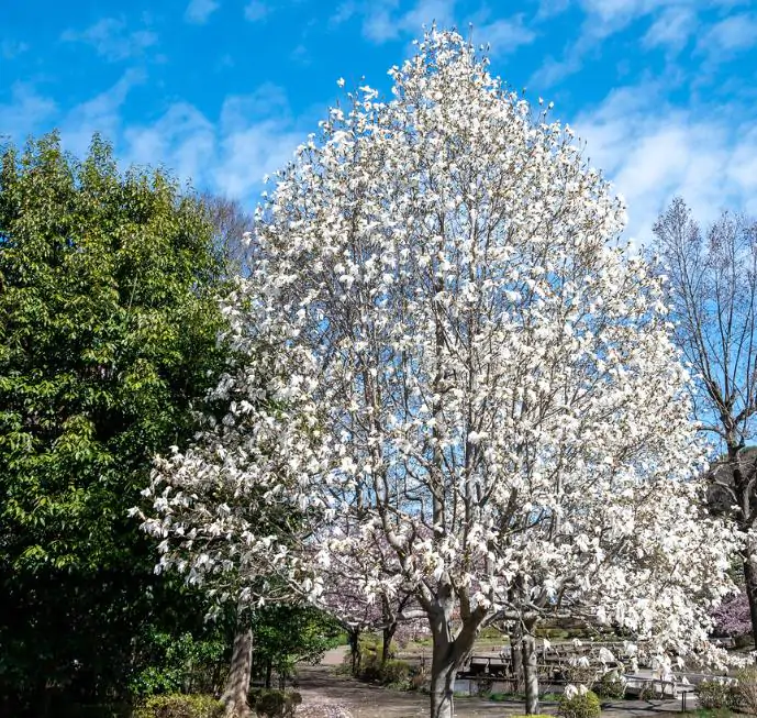 Magnolia kobus 'Borealis' - Magnolia Boreal, Magnolia Japonesa, Magnolia Kobushi, Magnolia Borealis - Imagem 4