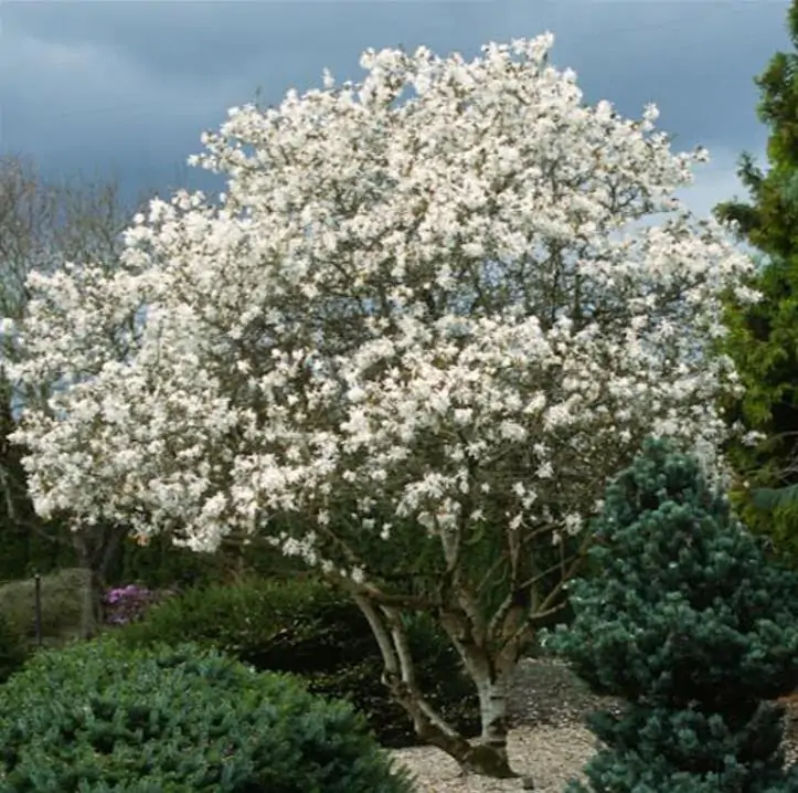 Magnolia kobus 'Borealis' - Magnolia Boreal, Magnolia Japonesa, Magnolia Kobushi, Magnolia Borealis - Imagem 5