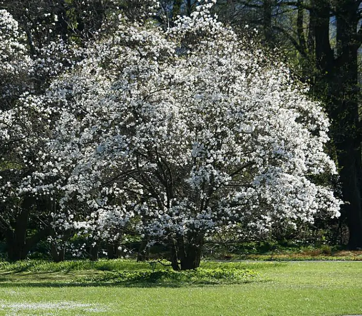 Magnolia kobus 'Borealis' - Magnolia Boreal, Magnolia Japonesa, Magnolia Kobushi, Magnolia Borealis - Imagem 6