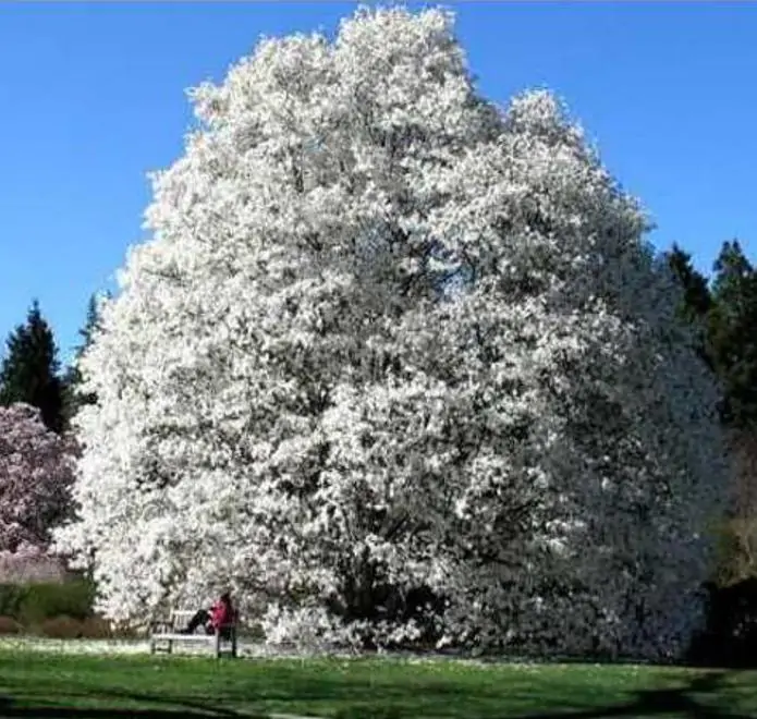 Magnolia kobus 'Borealis' - Magnolia Boreal, Magnolia Japonesa, Magnolia Kobushi, Magnolia Borealis - Imagem 8