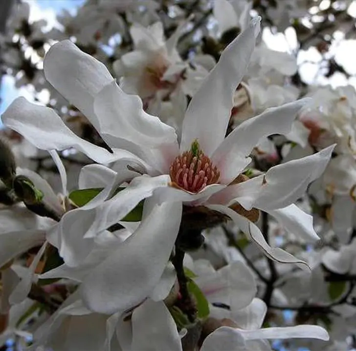 Magnolia kobus 'Borealis' - Magnolia Boreal, Magnolia Japonesa, Magnolia Kobushi, Magnolia Borealis - Imagem 10