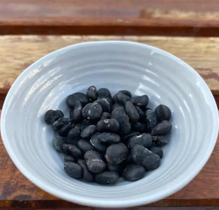 Magnolia kobus 'Borealis' - Magnolia Boreal, Magnolia Japonesa, Magnolia Kobushi, Magnolia Borealis - Imagem 11