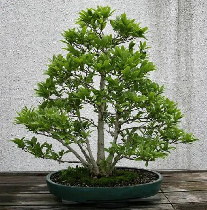 Magnolia kobus 'Borealis' - Magnolia Boreal, Magnolia Japonesa, Magnolia Kobushi, Magnolia Borealis - Imagem 12