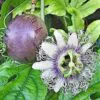 Passiflora Edulis F. Edulis - Maracujá roxo, gulupa, chulupa, maracujá roxo doce