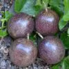 Passiflora Edulis F. Edulis - Maracujá roxo, gulupa, chulupa, maracujá roxo doce - Image 3