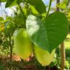 Passiflora Quadrangularis - Maracuja Gigante - Image 2