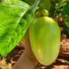 Passiflora Quadrangularis - Maracuja Gigante - Image 3