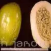 Passiflora Quadrangularis - Maracuja Gigante - Image 4