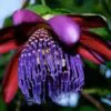 Passiflora Quadrangularis - Maracuja Gigante - Image 5