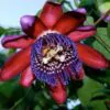 Passiflora Quadrangularis - Maracuja Gigante - Image 6