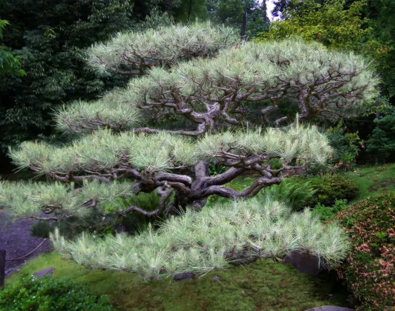 Pinus thunbergii - Pinheiro negro Japonês - Imagem 3