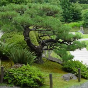 Pinus thunbergii - Pinheiro negro Japonês