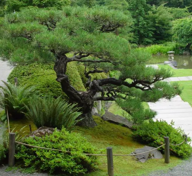Pinus thunbergii - Pinheiro negro Japonês