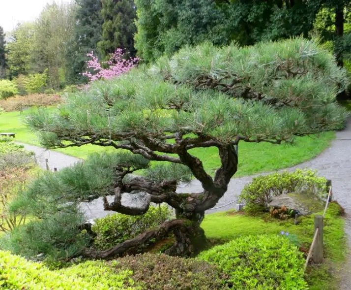 Pinus thunbergii - Pinheiro negro Japonês - Imagem 4