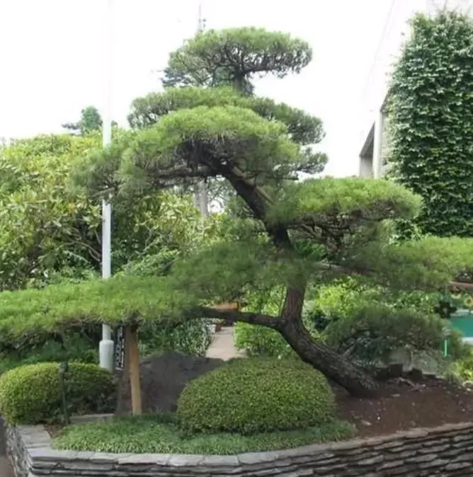Pinus thunbergii - Pinheiro negro Japonês - Imagem 5