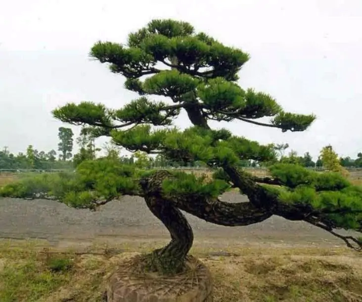 Pinus thunbergii - Pinheiro negro Japonês - Imagem 7