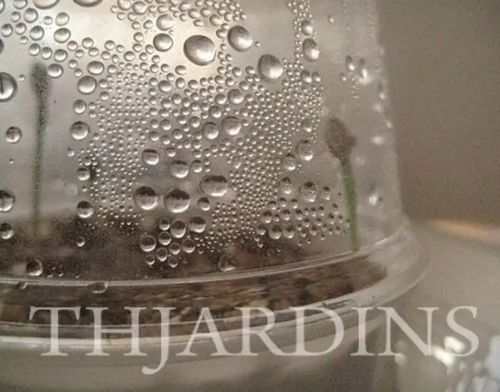 Pinus thunbergii - Pinheiro negro Japonês - Imagem 8