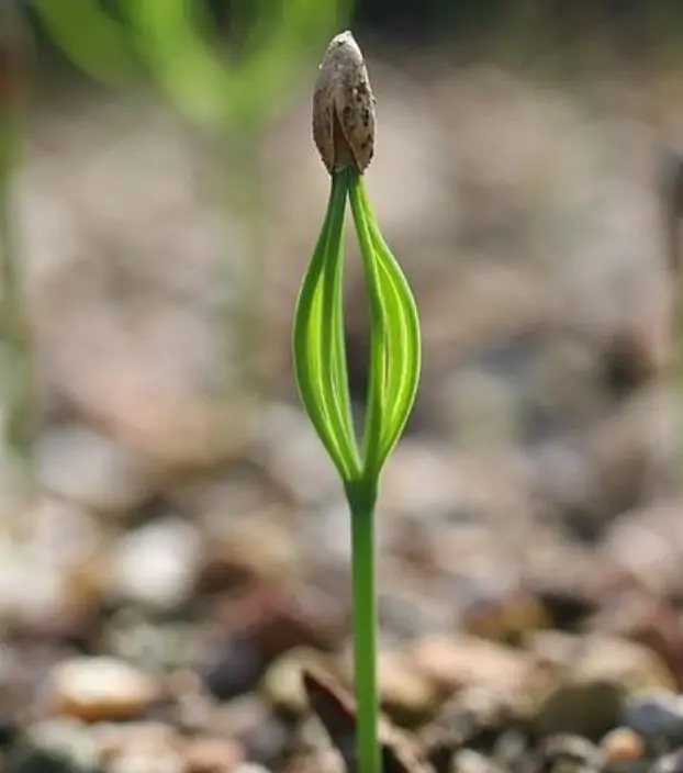 Pinus thunbergii - Pinheiro negro Japonês - Imagem 9