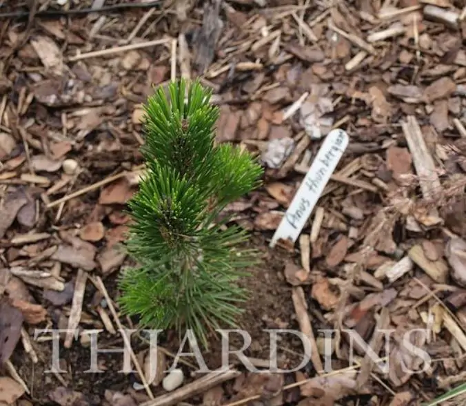 Pinus thunbergii - Pinheiro negro Japonês - Imagem 10