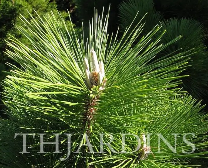 Pinus thunbergii - Pinheiro negro Japonês - Imagem 11