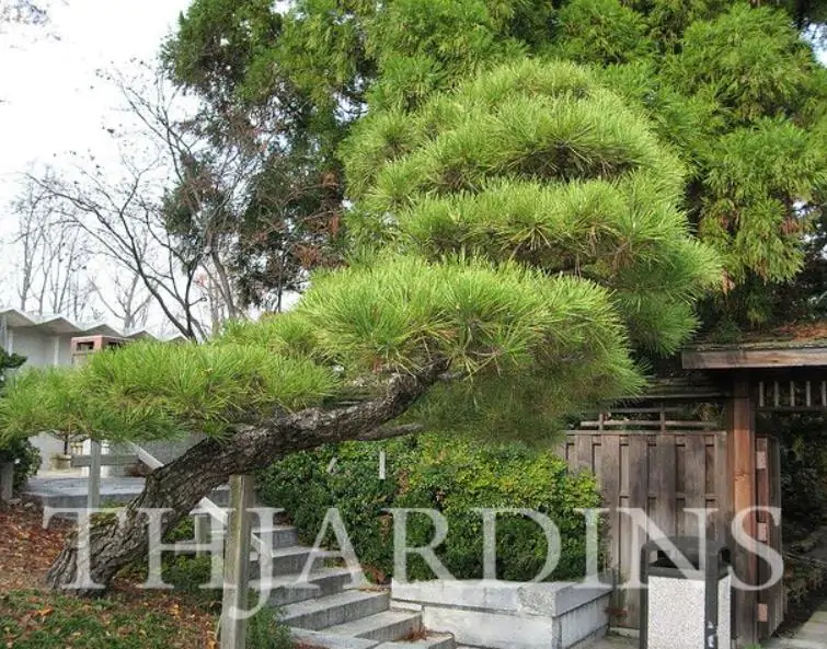 Pinus thunbergii - Pinheiro negro Japonês - Imagem 12